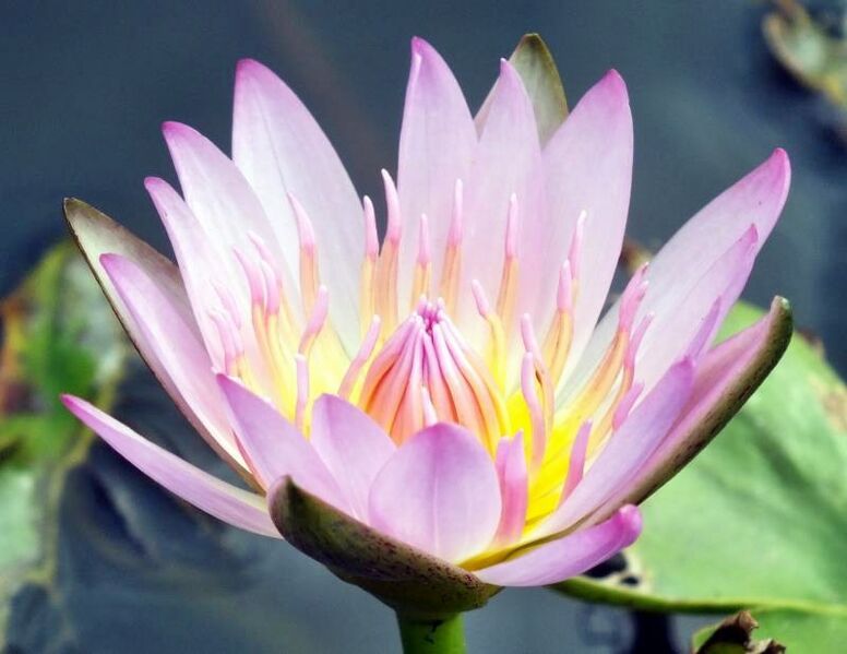 Datei:Lotus.jpg